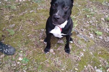 Hund Hund