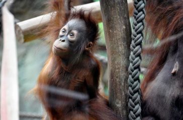 Orang-Utan_Bayu_Foto_Maria_Seemann