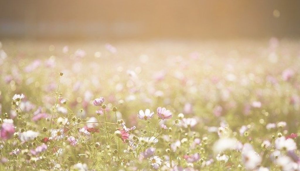 cosmos-flowers-1138041_640