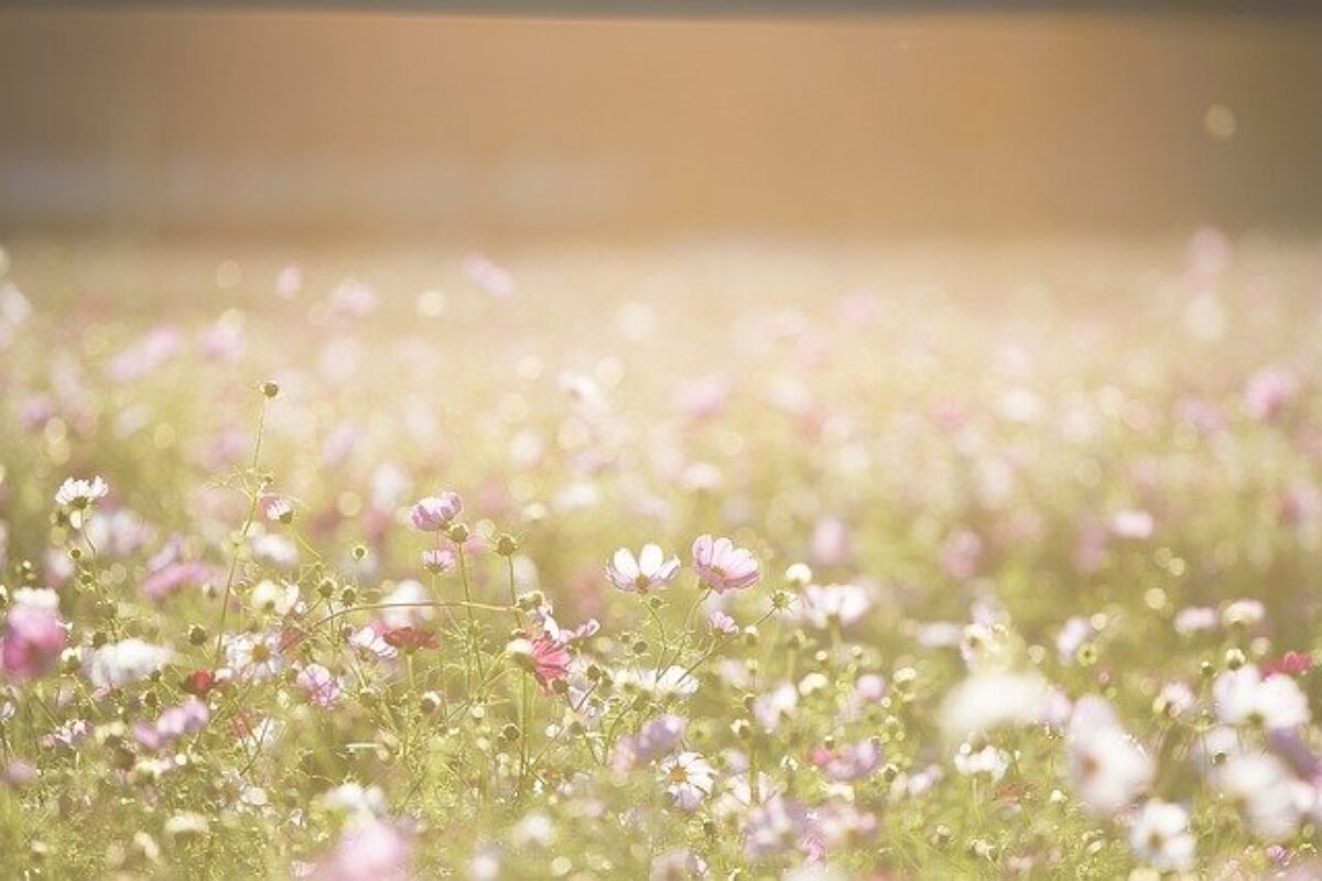 cosmos-flowers-1138041_640