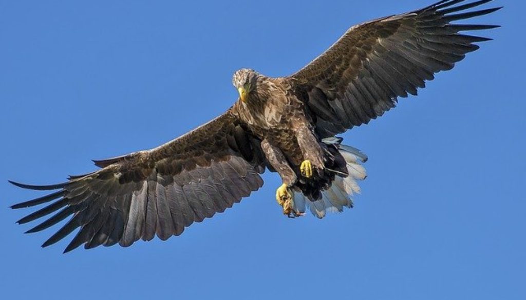 eagle-1753002_640