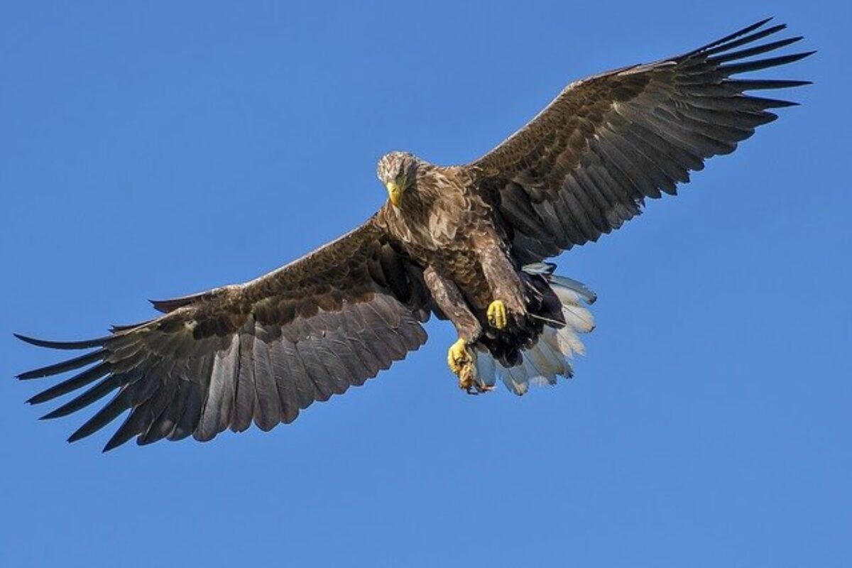 eagle-1753002_640
