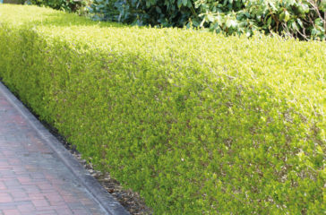 hecke-web