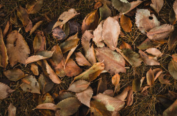 top-view-shot-of-brown-leaves-web