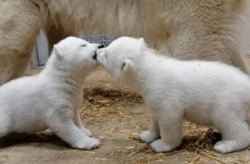 Screenshot_Eisbärennachwuchs-Foto-01_Zoo_Rostock