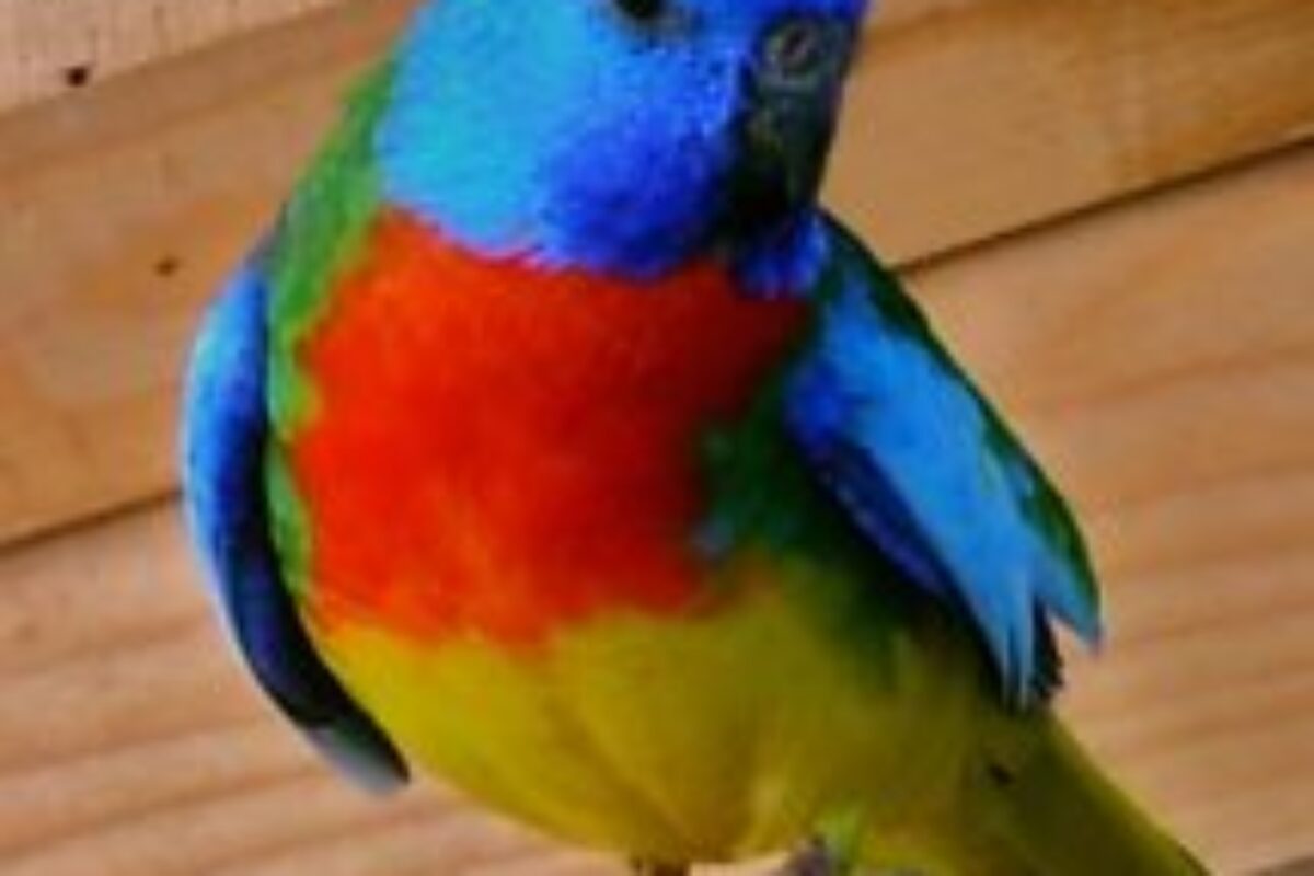 Vogelbörse