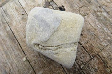 Fossilien1