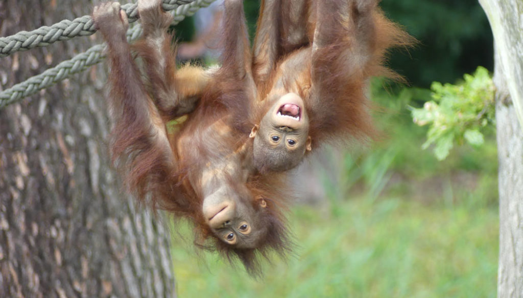 Orang-Utans_Zoo-Rostock_Genilke