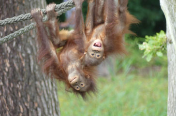 Orang-Utans_Zoo-Rostock_Genilke