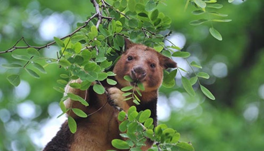 Artenschutztag_Zoo Rostock_Kloock