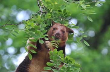 Artenschutztag_Zoo Rostock_Kloock