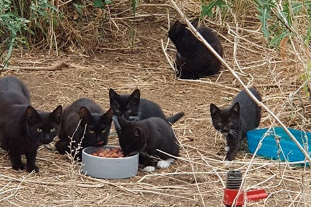 Katzen