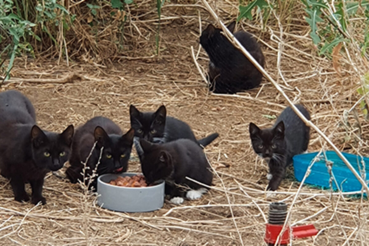 Katzen