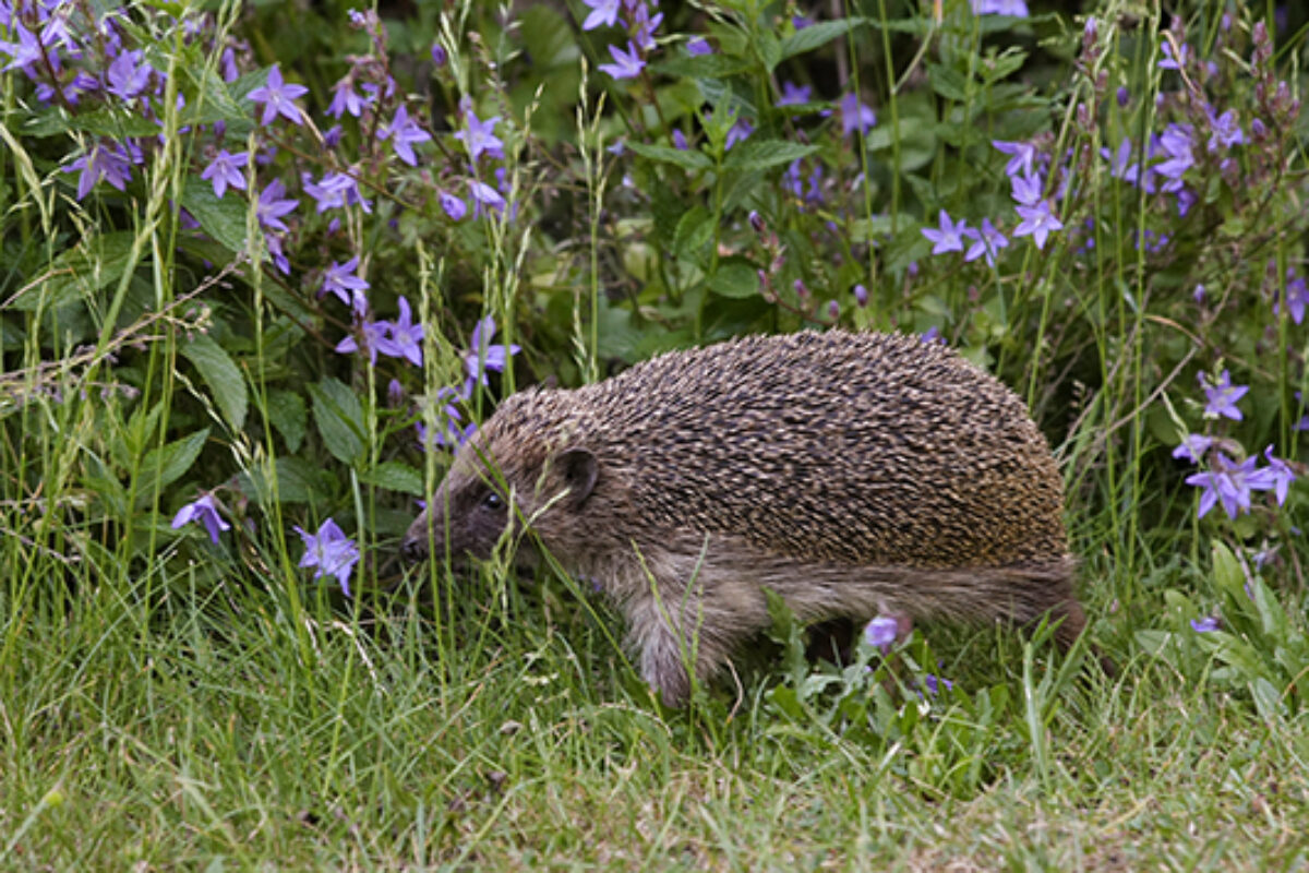 Igel im Garten