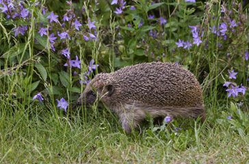 Igel im Garten