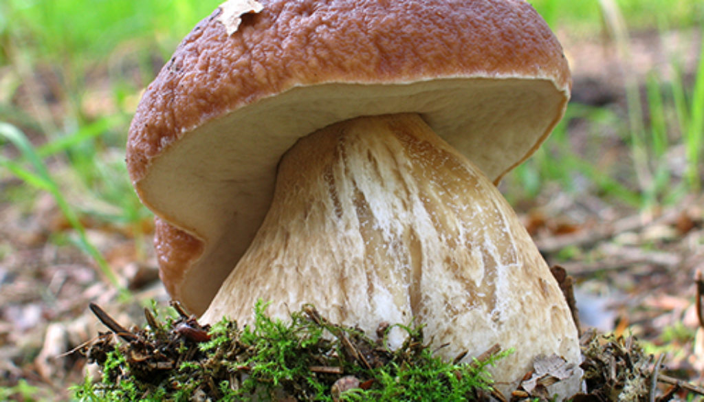 Steinpilz