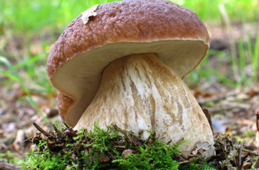 Steinpilz