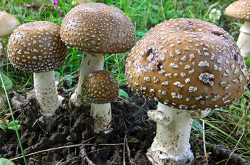 Pilz_Foto_Veronika Weisheit