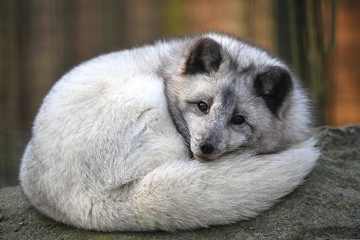 Polarfuchs