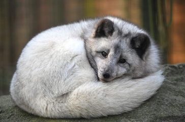 Polarfuchs