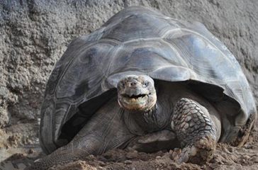 Galapagos_Riesenschildkröte_Zoo Rostock_Seemann