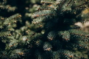 fir-tree-branch-with-needles-close-up-web