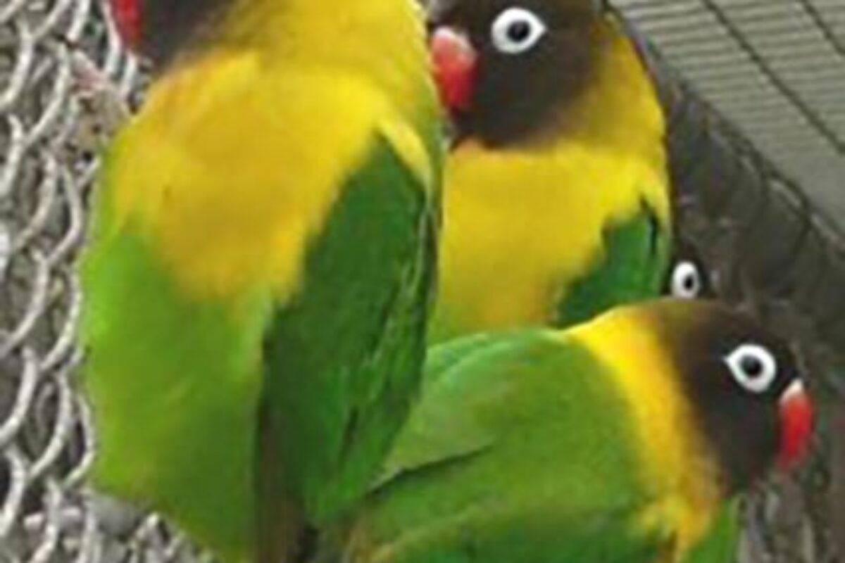 Vogelbörse