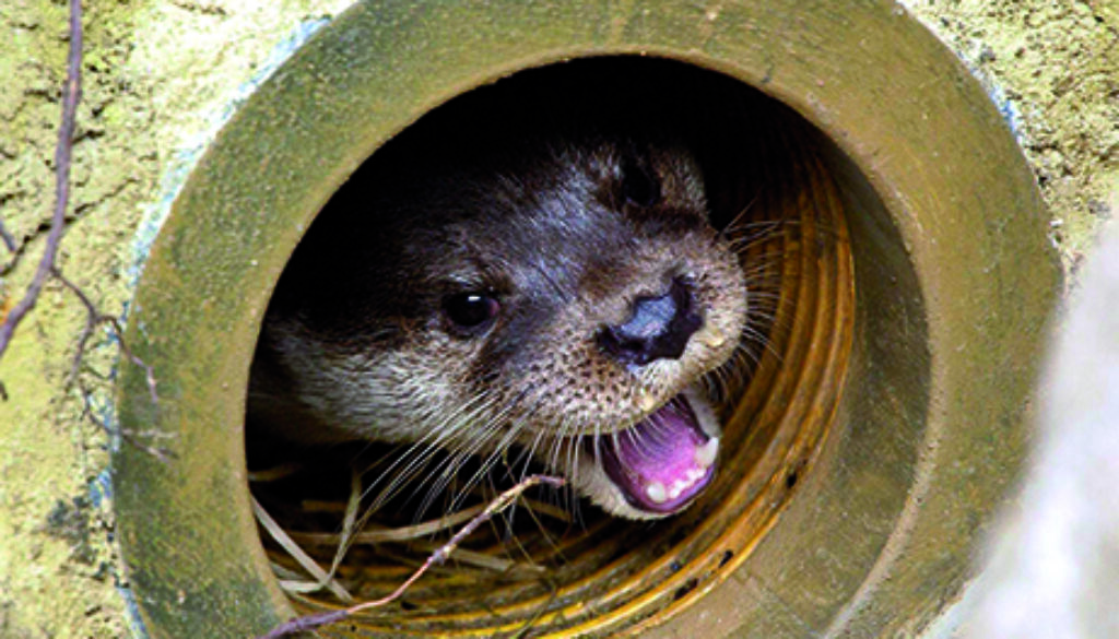 Fischotter_Zoo Rostock_Kloock