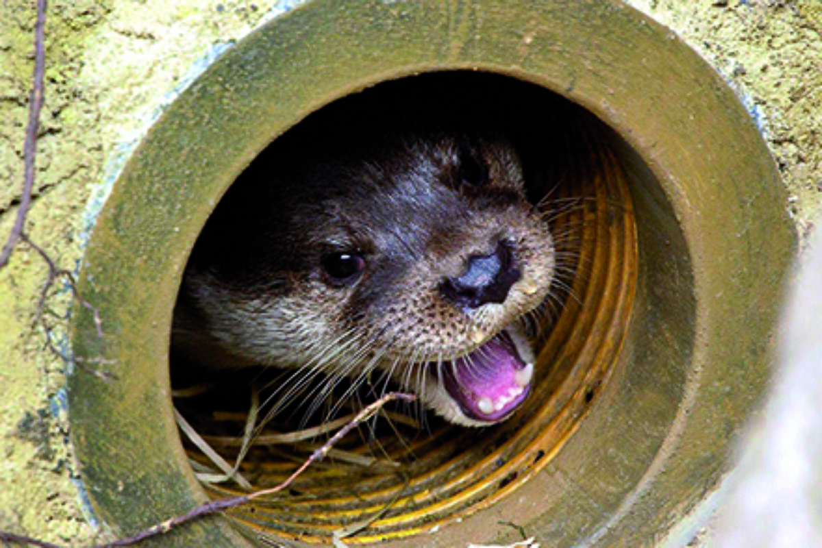 Fischotter_Zoo Rostock_Kloock