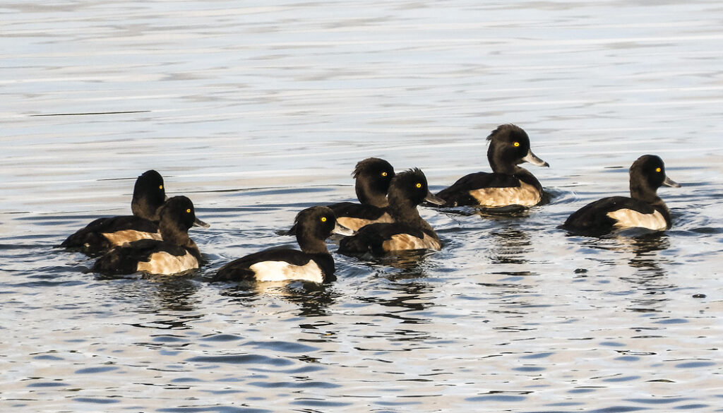 Reiherenten auf dem Schweriner See