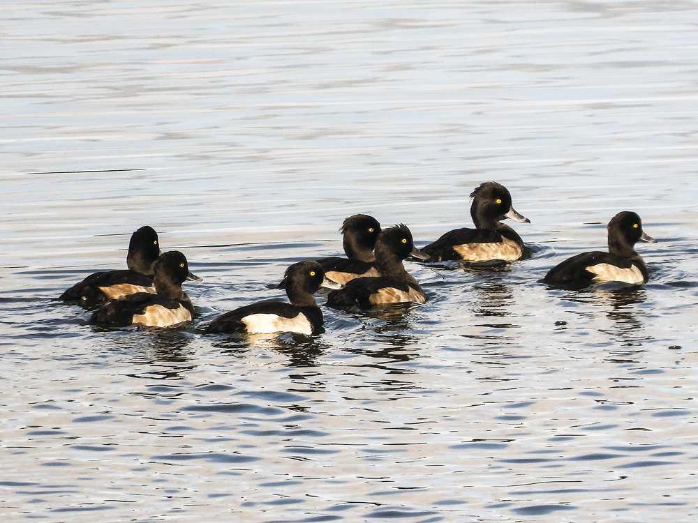 Reiherenten auf dem Schweriner See