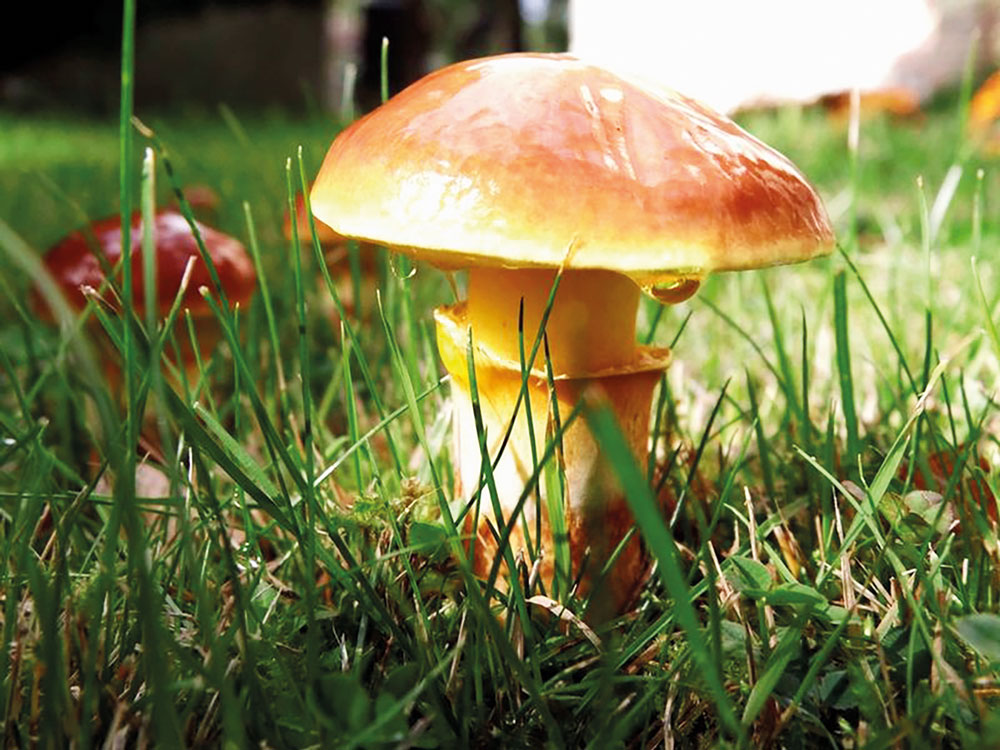 pilz