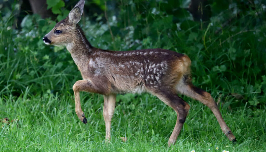 deer-standing-grass-vorsteh-reh