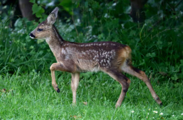 deer-standing-grass-vorsteh-reh