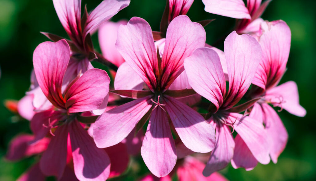 texture-close-up-flowers-Kopie