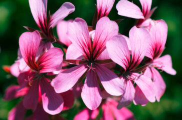 texture-close-up-flowers-Kopie