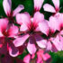 texture-close-up-flowers-Kopie