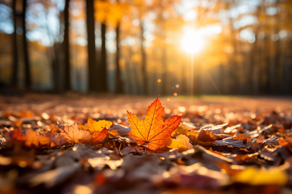 autumn-leaves-forest-sunset-shallow-depth-field