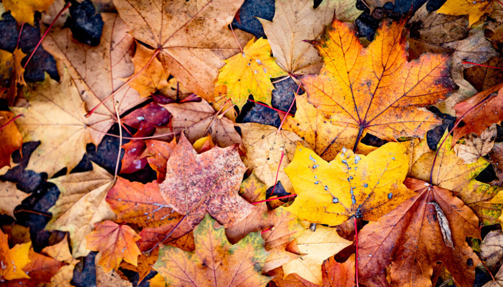 high-angle-view-maple-leaves