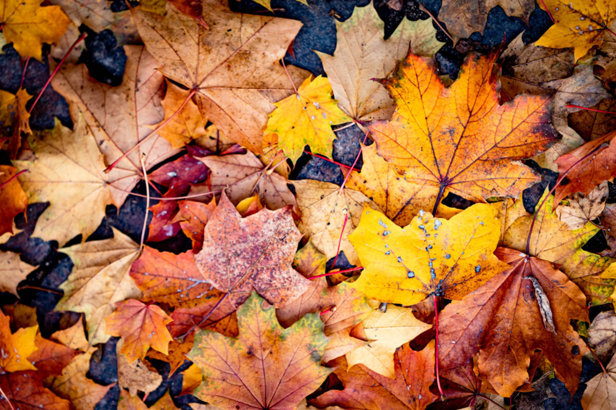 high-angle-view-maple-leaves