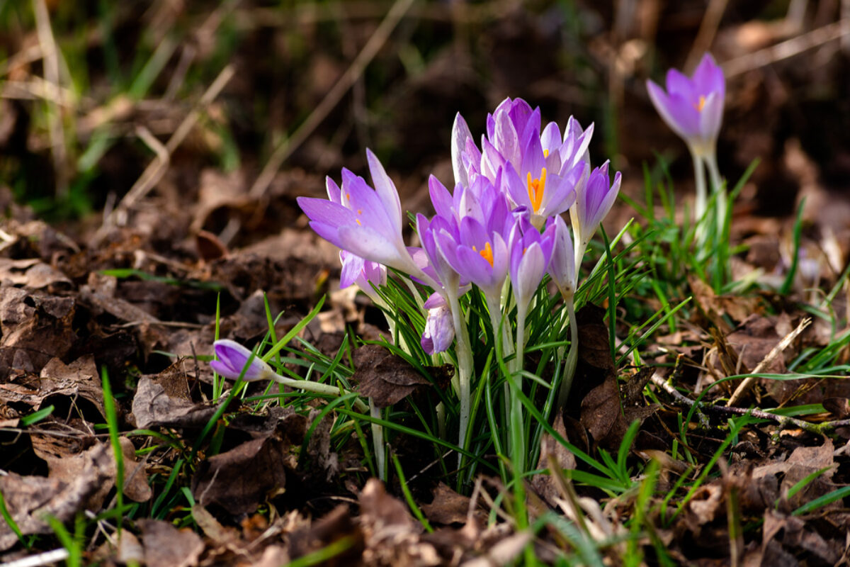 crocuses-leaves