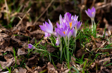 crocuses-leaves